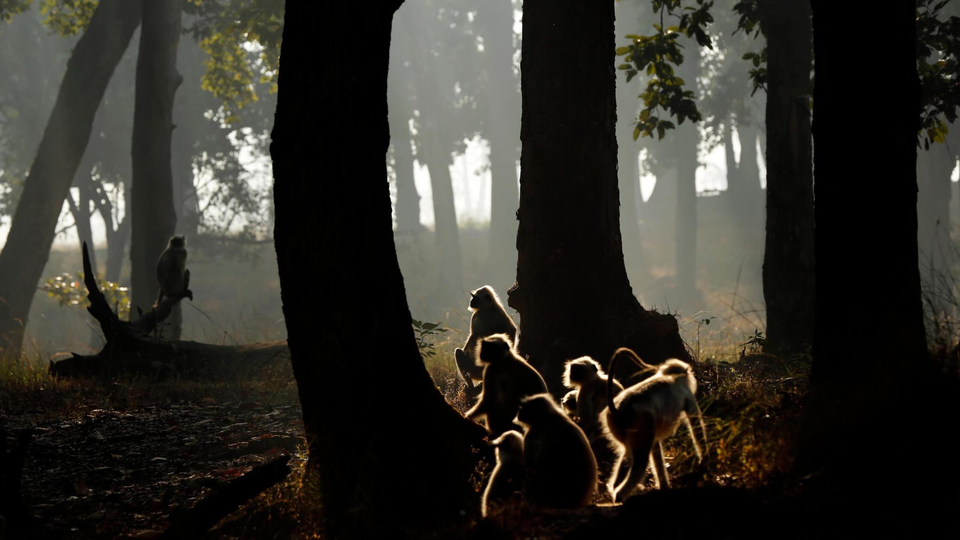 Group of Gray Langurs in the Forest, at Dawn. Kanha, India