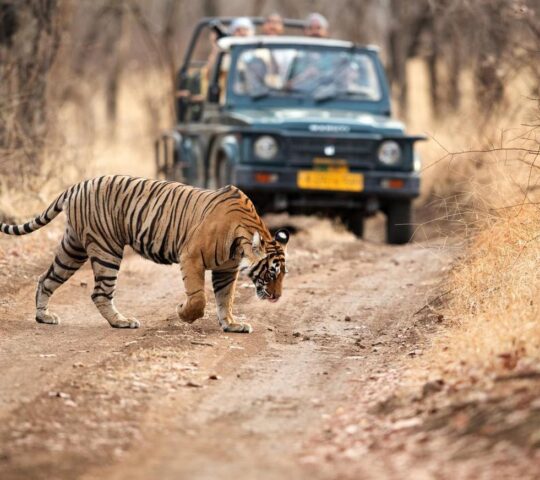 A tiger safari in Ranthambore National Park