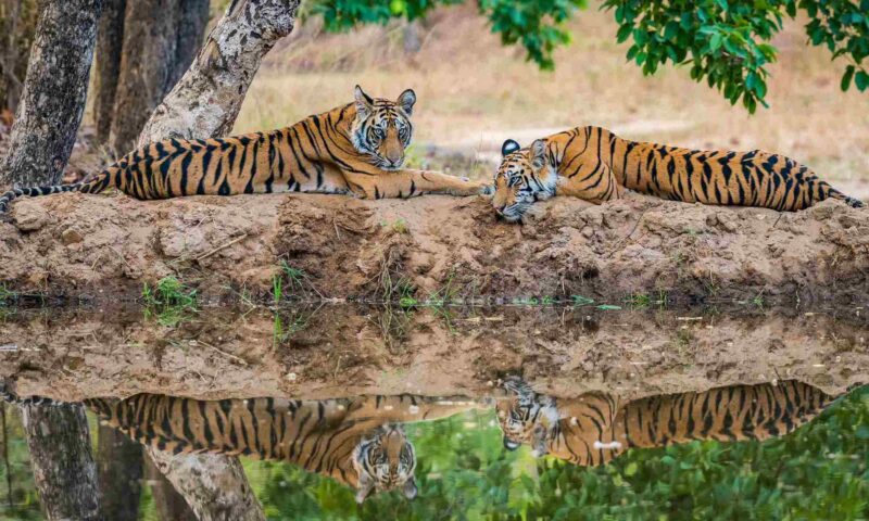 wild bengal tiger ranthambore, india