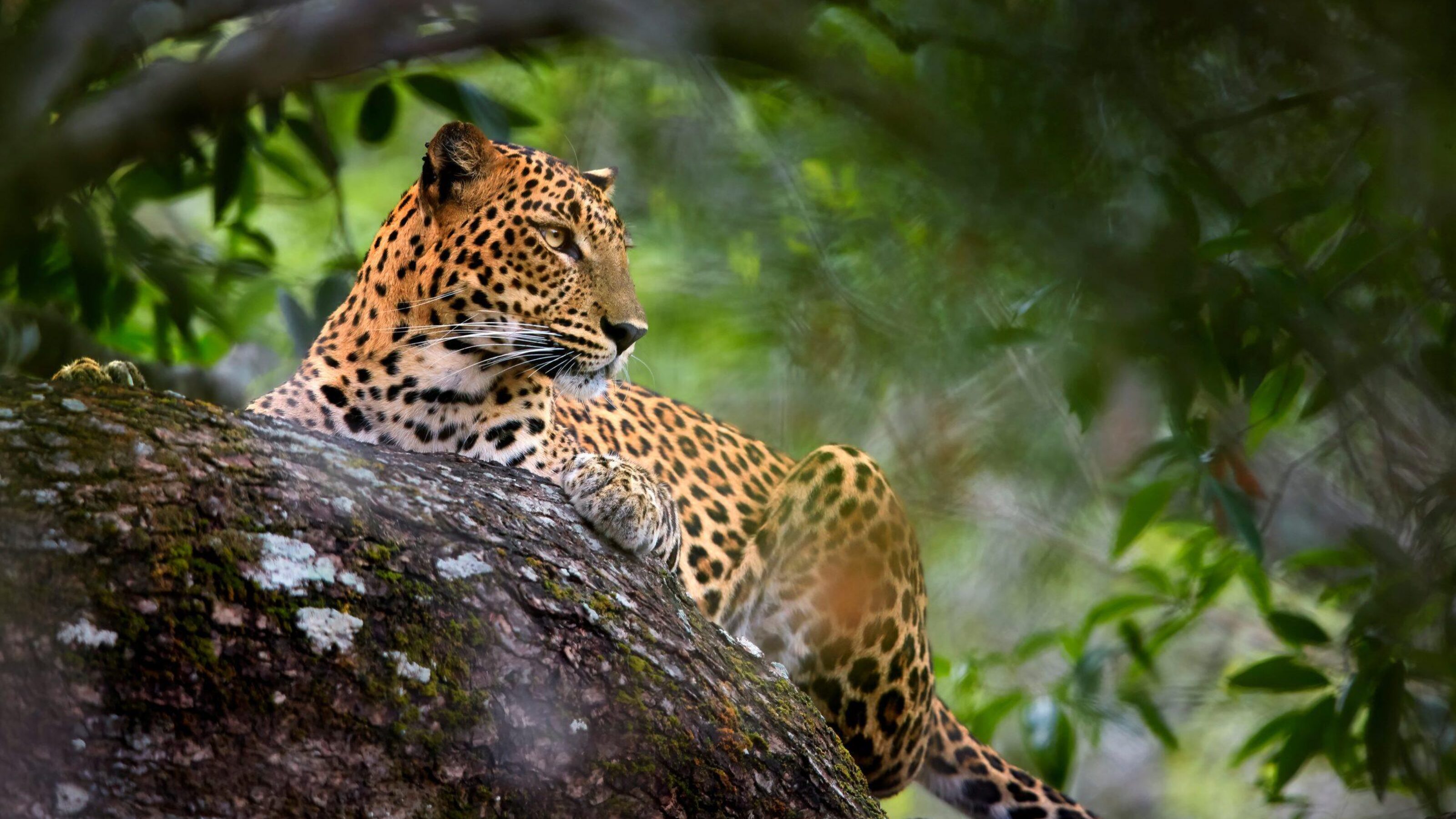 Sri Lankan leopard, Yala national park, Sri Lanka.