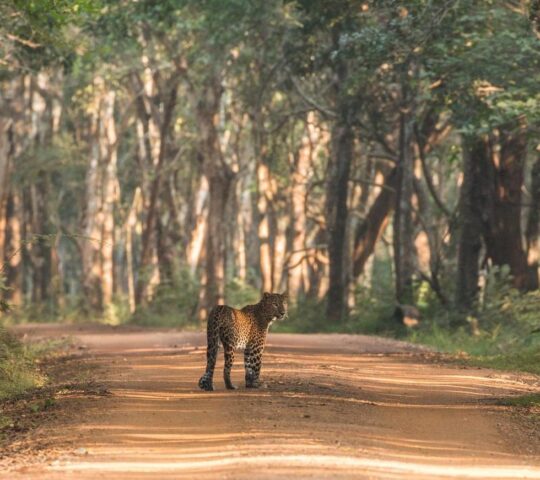 A stunning leopard in Yala National Park