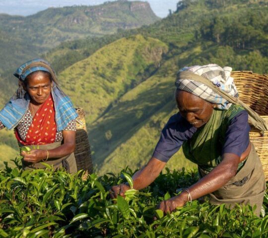 Tea-pickers in Sri Lanka's luscious tea country