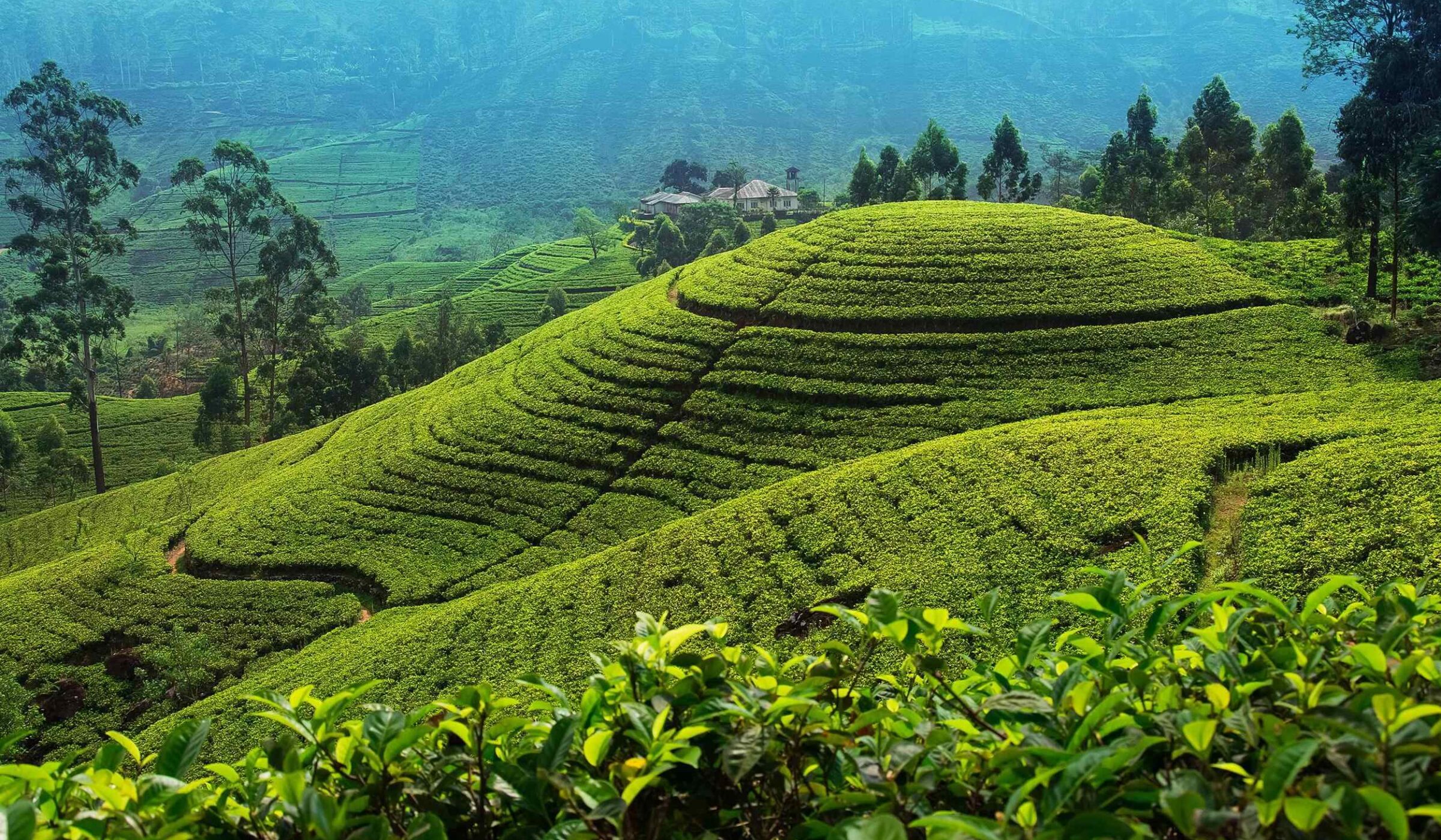 Tea plantation near Nuwara Eliya, Sri Lanka