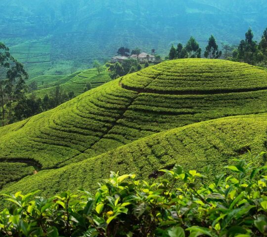 Explore Tea Country on foot