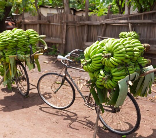 Bananas in Arusha