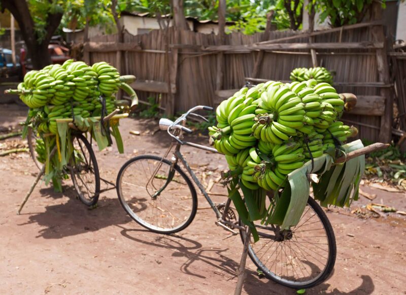 Pile of green African bananas stacking on bicycle at fresh market in Mto wa Mbu village, Arusha Region, Tanzania. Environmental-friendly way to transport bananas.