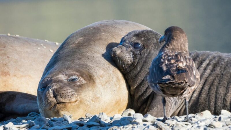 Close-up of a large elephant seal and a pup resting on a rocky beach next to a brown skua bird.