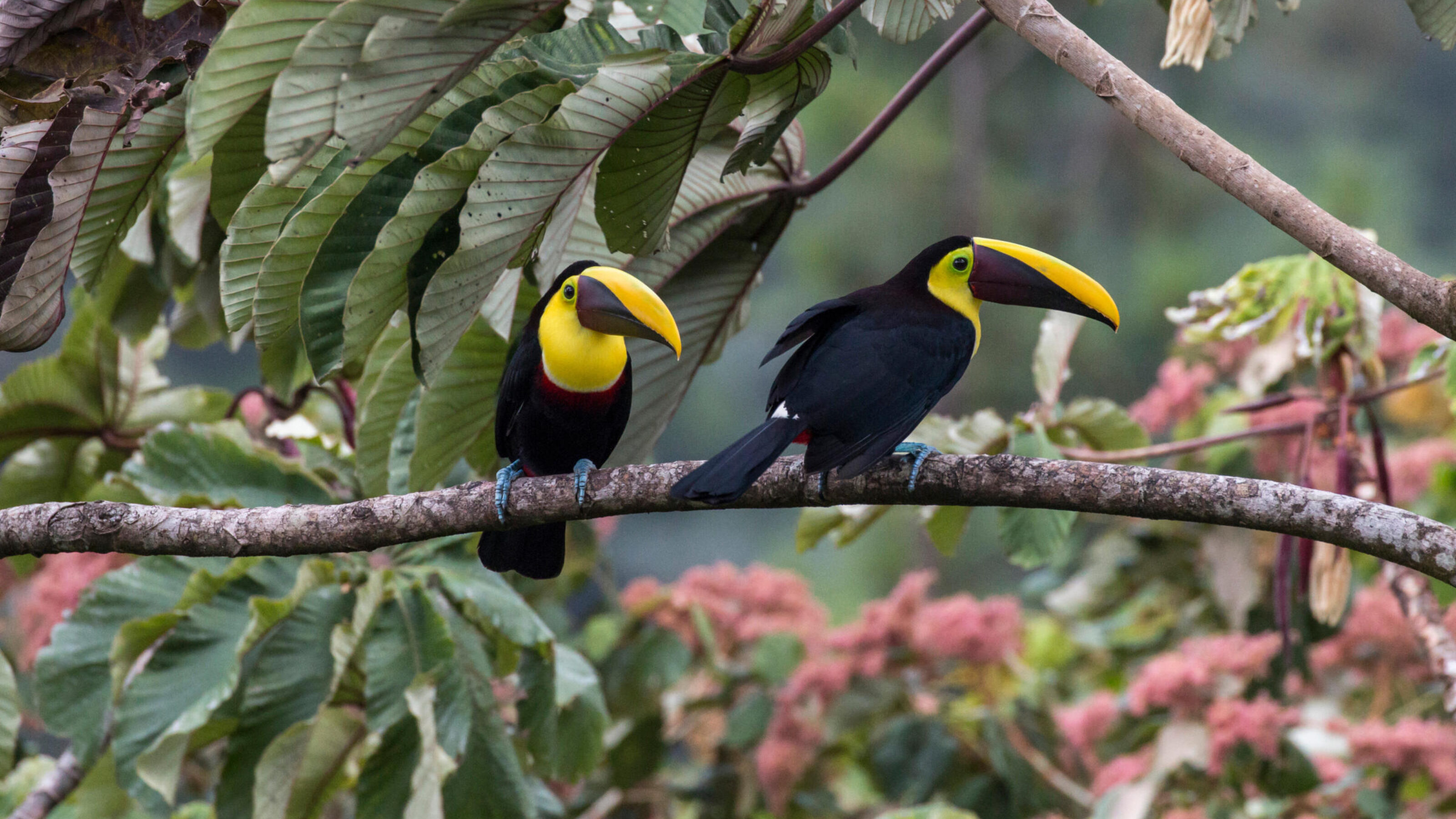 Classic Costa Rica: Volcanoes, Cloud Forests and the Pacific Coast