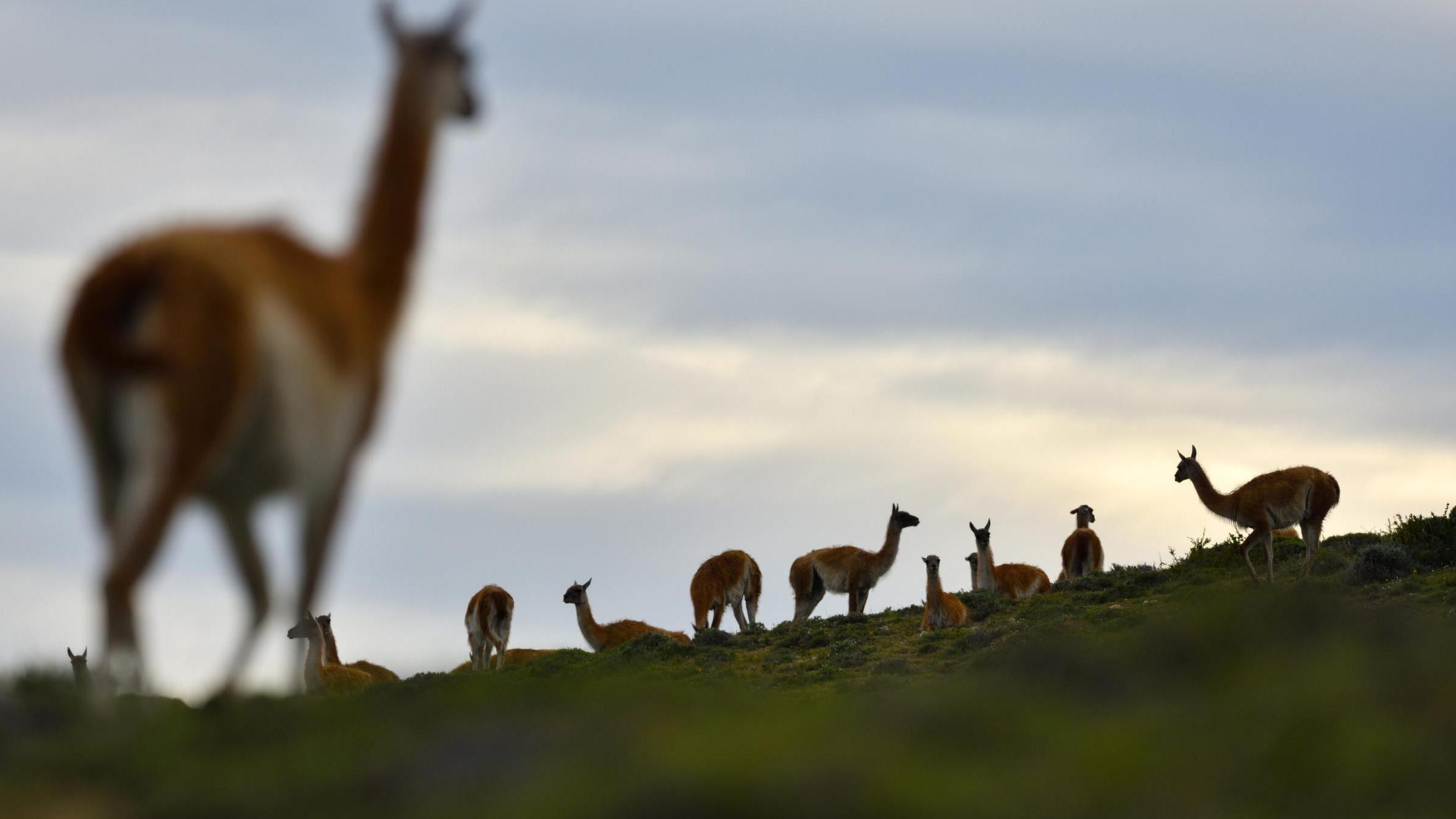 Patagonia alpaca