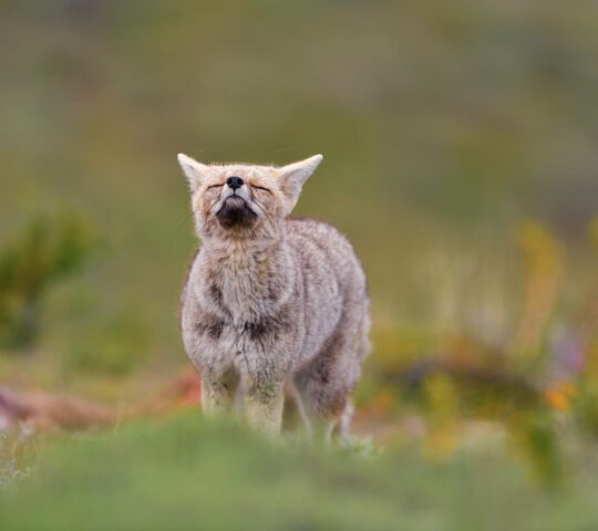 Patagonia's beautiful wildlife