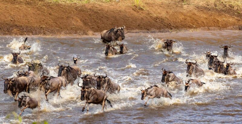 A herd of gnus jumping in the water to cross the Mara River on their way to greener pastures in North Sergengeti, Tanzania