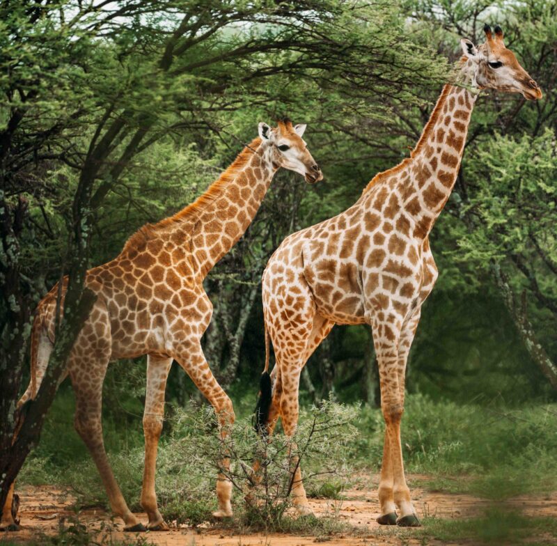 A pair of giraffe walking through the trees in the bush in a national park in South Africa