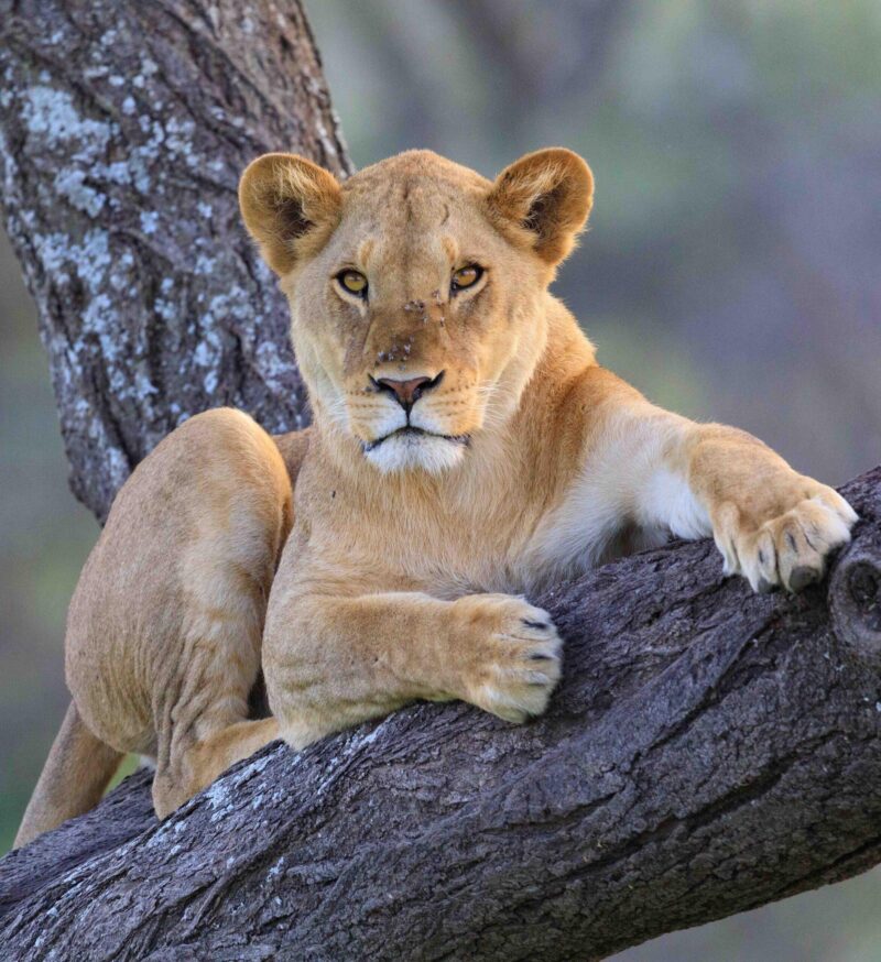 Lions, Cheetah, Warthog, Eland, Zebra Jackal, Fox Wildebeest Ostrich, Birds, Eagles, Mating, Lioness, Cape Buffalo, Big Five, Rhino. Elephants, Tusks, Gray Crowned Crane, Tawny Eagle, Giraffe, Masai, Vulture Roller, Love Bird, Roaring, Cheetah, Leopard, Lion on a tree,Hippo, hippopotamus, Hor Air Balloon, Owl