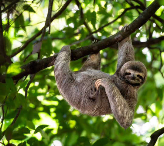 Look out for sloths hanging from the trees