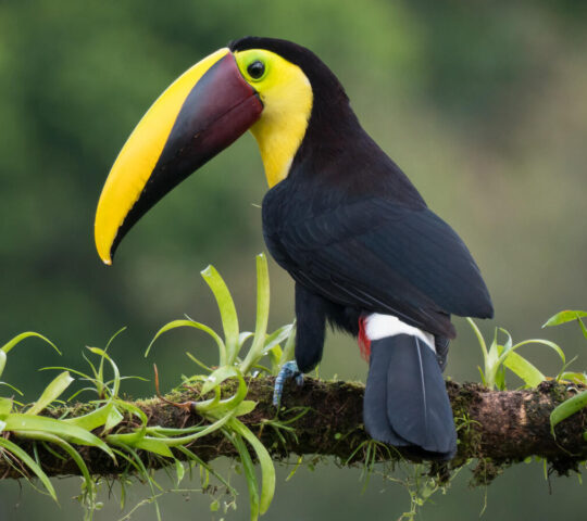 Spot toucans in the lush rainforests of Costa Rica