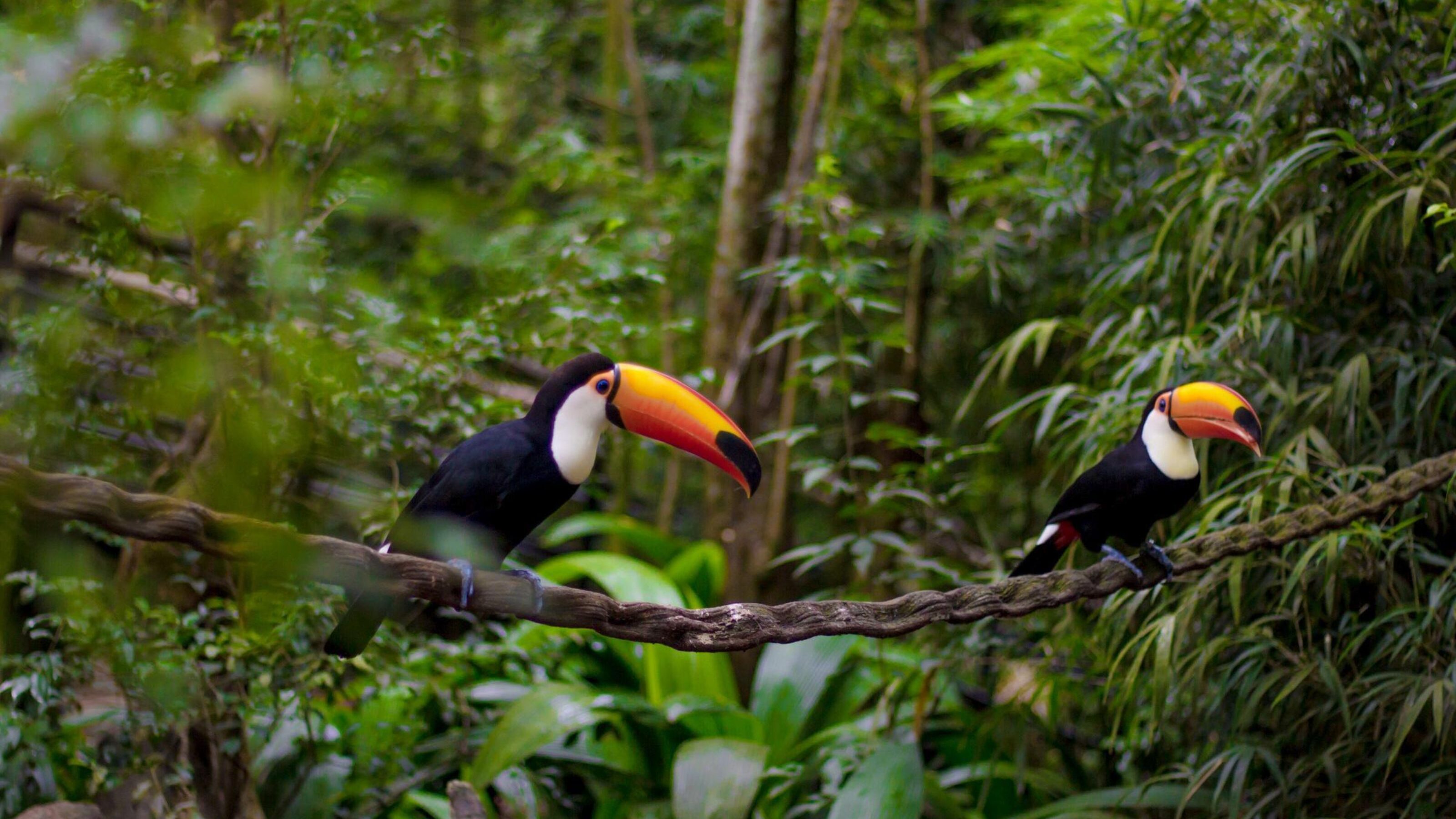 Two Toco toucans with large orange beaks perched on a thick vine in a lush green forest setting.