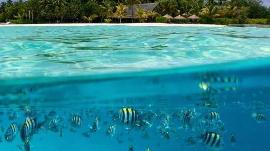 Split-view underwater and above water showing a school of striped fish and a tropical island with palm trees.