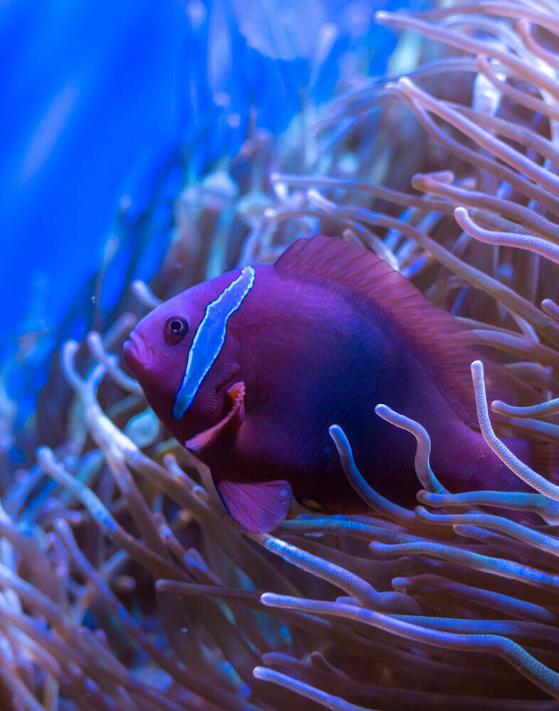 Close up of a purple anemonefish swimming among the waving tentacles of a sea anemone in blue water.