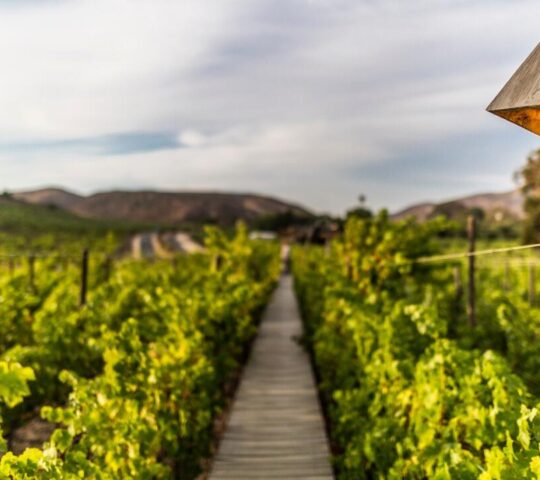 Winery in Mexico