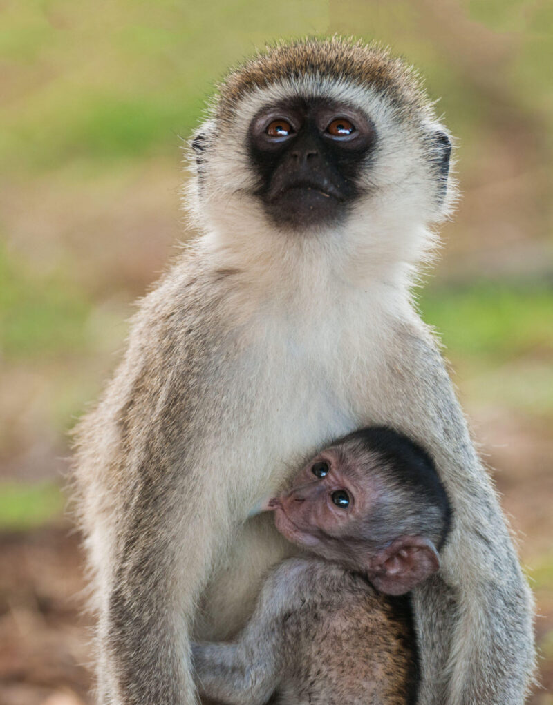 Vervet Monkey with baby suckling (Scientific name:cercopthecus aethiops, or Tumbiili in Swaheli), Tarangire National Park in Tanzania