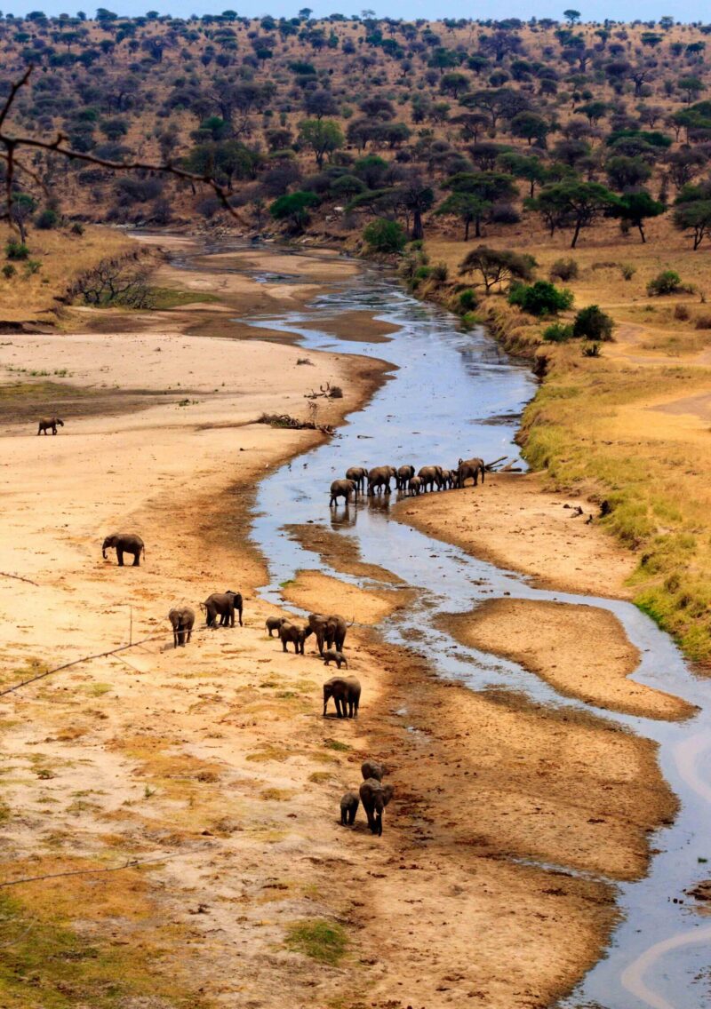 Herd of african elephants at the Tarangire river in Tarangire National Park, Tanzania. View from above