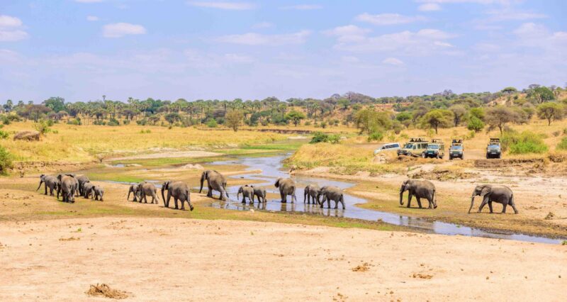 Family of elephants and lions at waterhole in Tarangire national park, Tanzania – Safari in Africa
