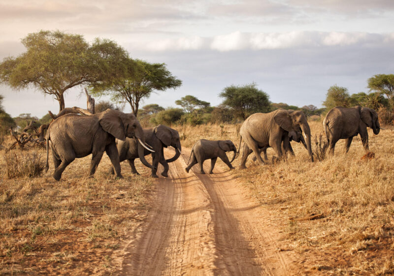 472058123 Safari Animals, Morning, Elephant Calf, Herd, Small Group Of Animals, Medium Group Of Animals, Large Group Of Animals, Group Of Animals, Safari, Tarangire National Park, Marching, Walking, Scenics, Acacia Tree, In A Row, Wildlife, Nature, Outdoors, Side View, Family, Tanzania, East Africa, Africa, Plant, Animal Family, Animals In The Wild, African Elephant, Elephant, Sunlight, Sunset, Sunrise – Dawn, Plain, Savannah, Landscape, Cloud – Sky, Sun A family of elephants in Tarangire National park, Tanzania. Tanzania