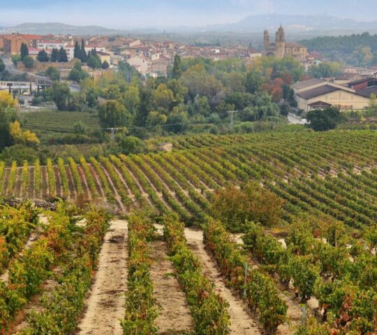 Exploring the vineyards of Rioja