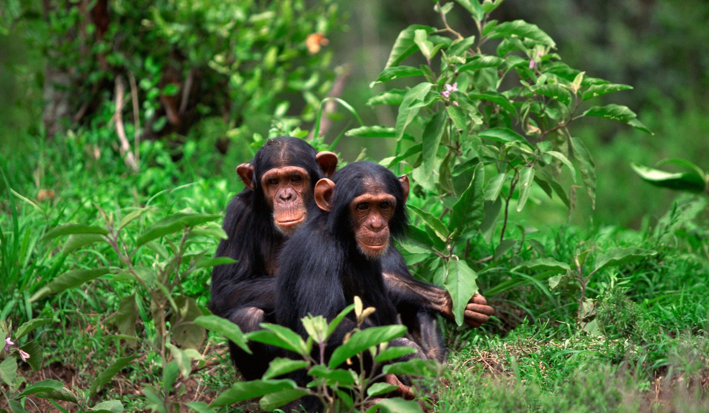 Two chimpanzees seated on the ground of the dense green jungle of the Mahale Mountains, Tanzania