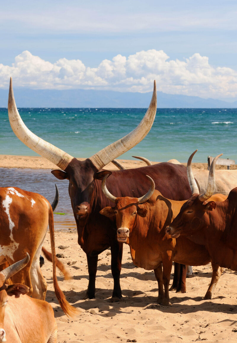 Tanzania, Tanganyika lake is the Worlds longest and second deepest fresh water lake, it is also one of the oldest lakes on the planet. The picture presents beautiful sand beach