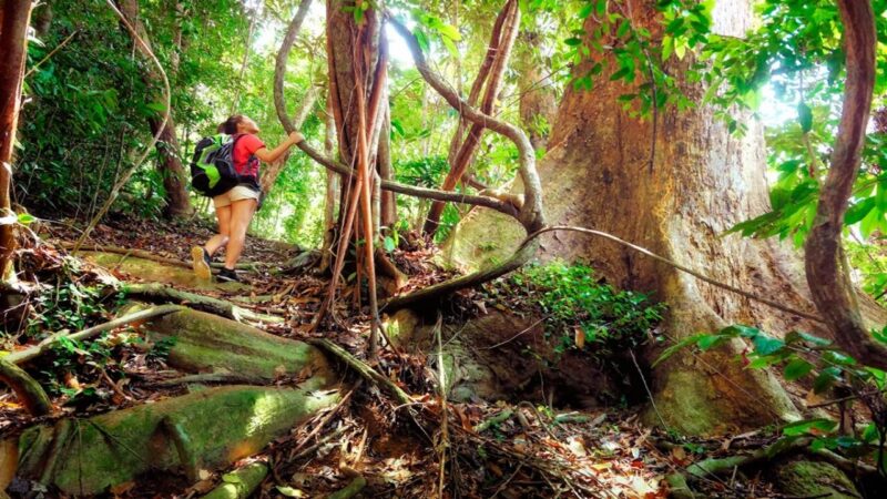 A person hiking past giant tropical trees and climbing vines on luxury Borneo trips.
