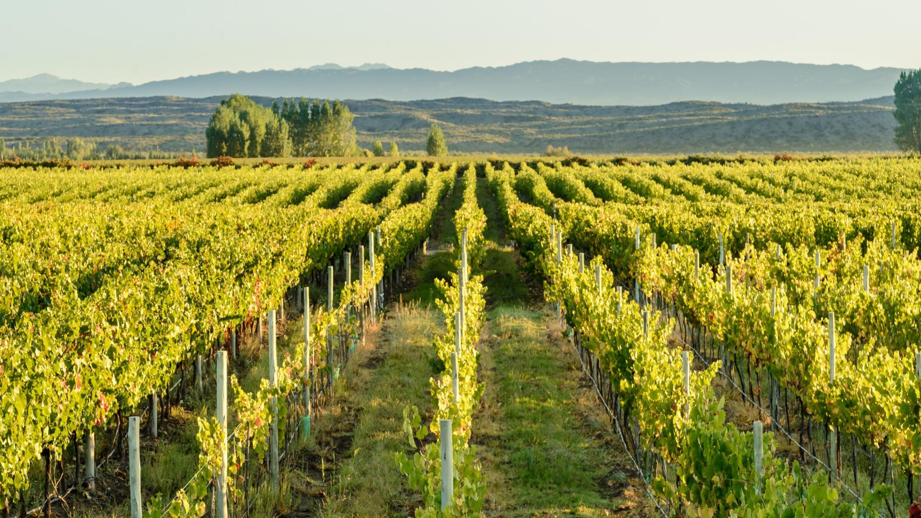 Wines, Whales and Waterfalls of Argentina