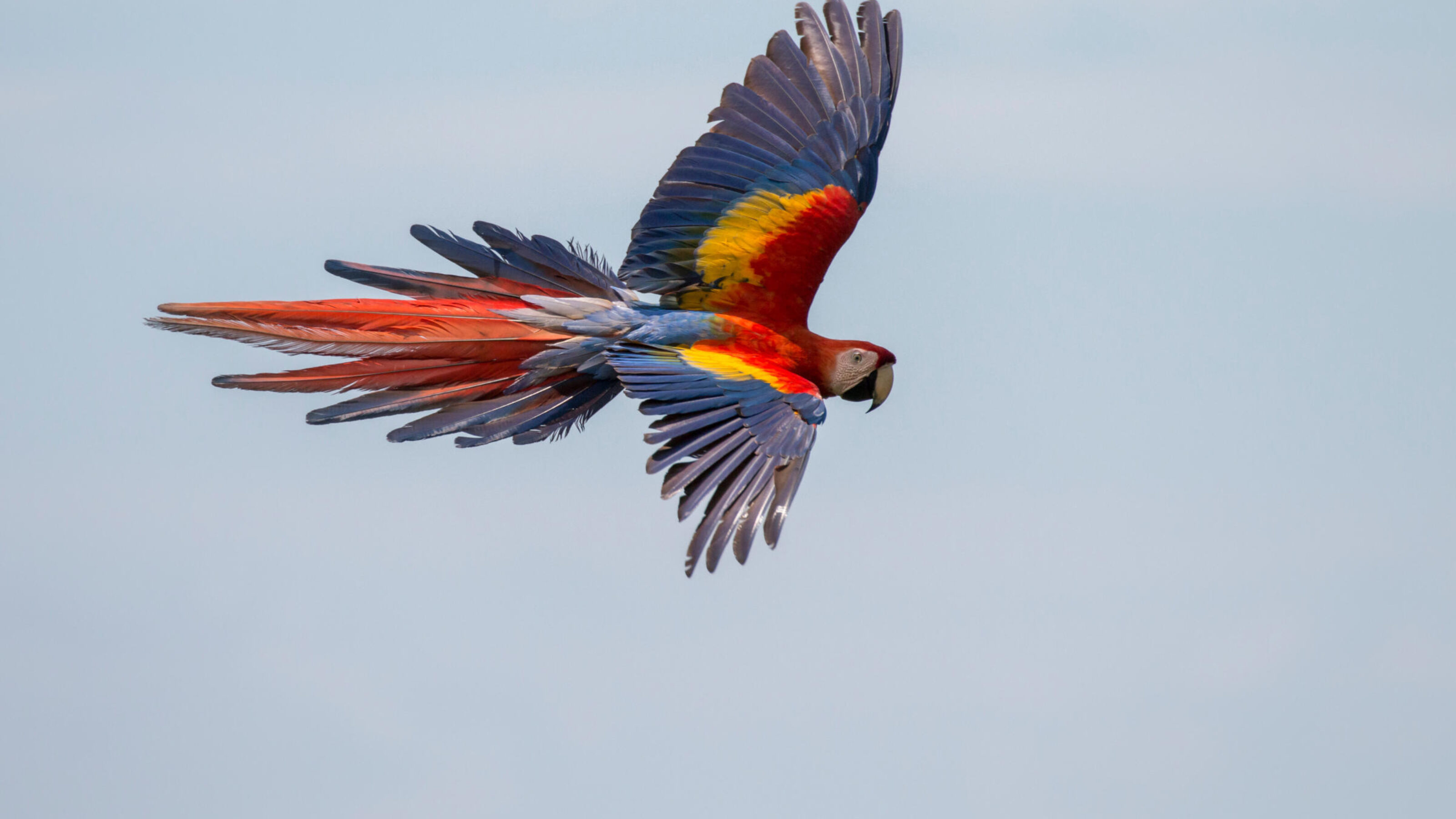 Costa Rica Wildlife Explorer