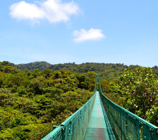 Canopy walk through the Cloud Forests
