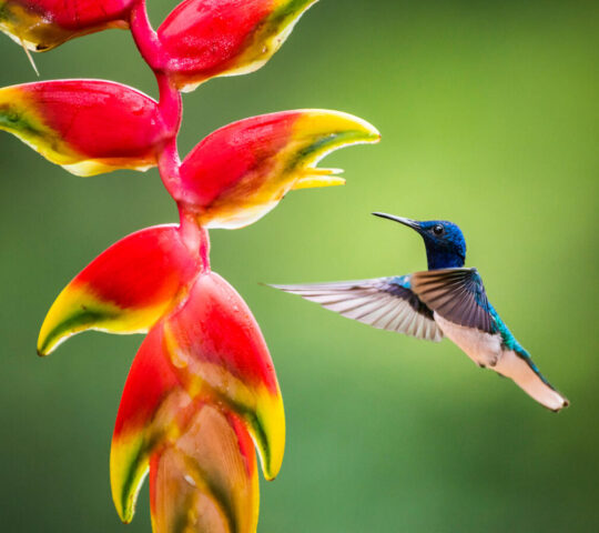A glimpse of a collared hummingbird