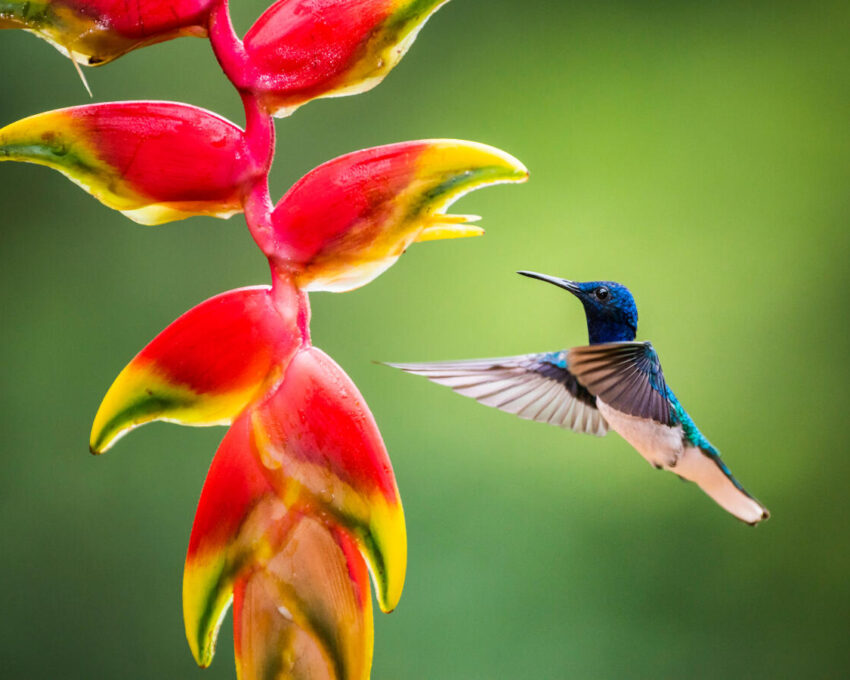 A birdwatching adventure