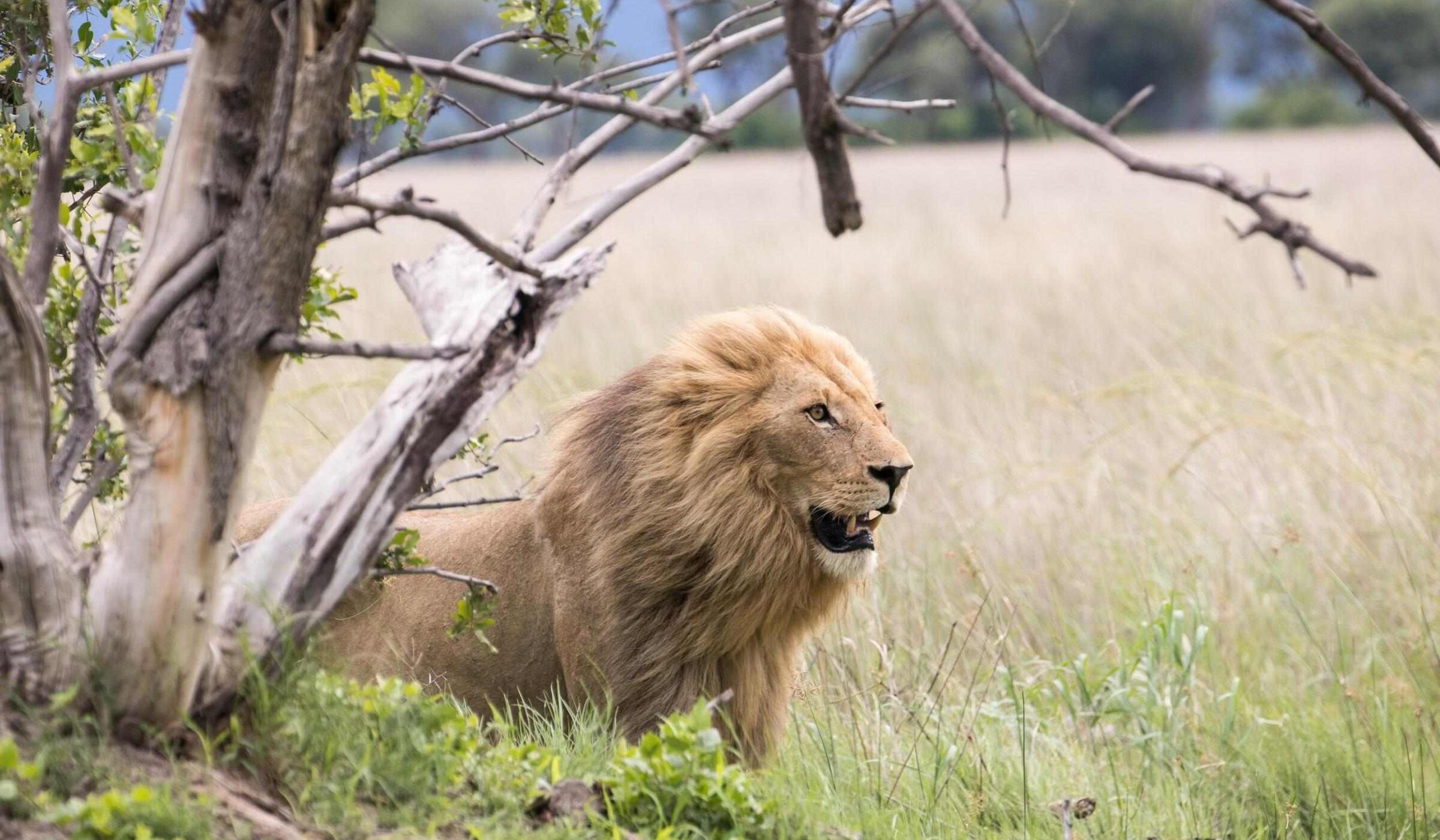 Three days on safari in Botswana's Okavango Delta