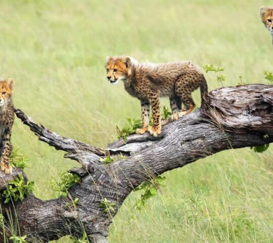 Cheetah cubs on the look-out in Botswana