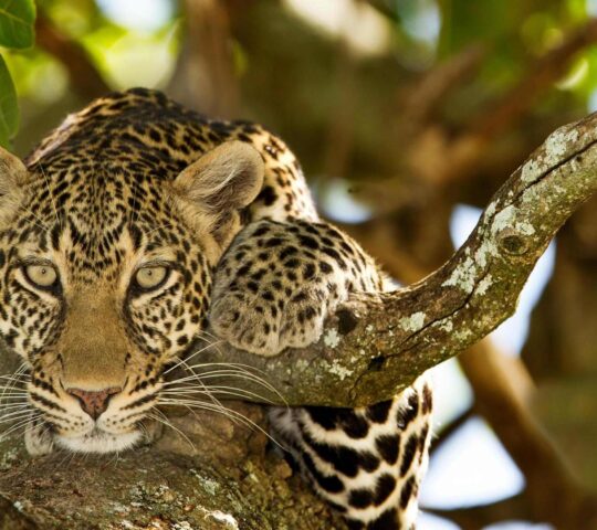 North Serengeti Leopard