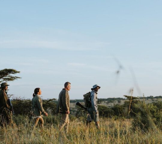 A walking safari at Wilderness Usawa mobile safari camp