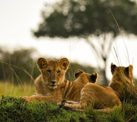 Spotting lion cubs on safari in Kenya