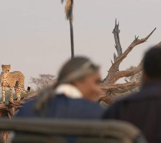 Views from a game drive at Wilderness Linkwasha
