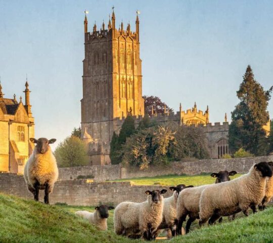 Inquisitive sheep in the Cotswolds at sunrise