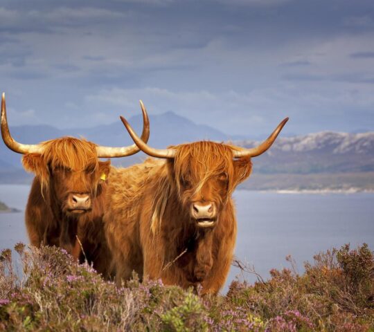 Local residents in the Scottish Highlands