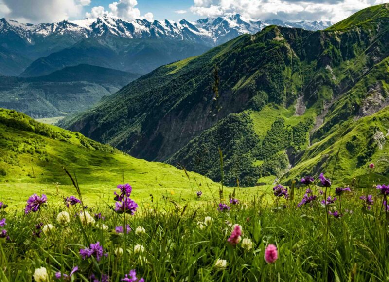 Wildflowers bloom across a alpine valley beneath the Greater Caucasus peaks in Svaneti, Georgia.