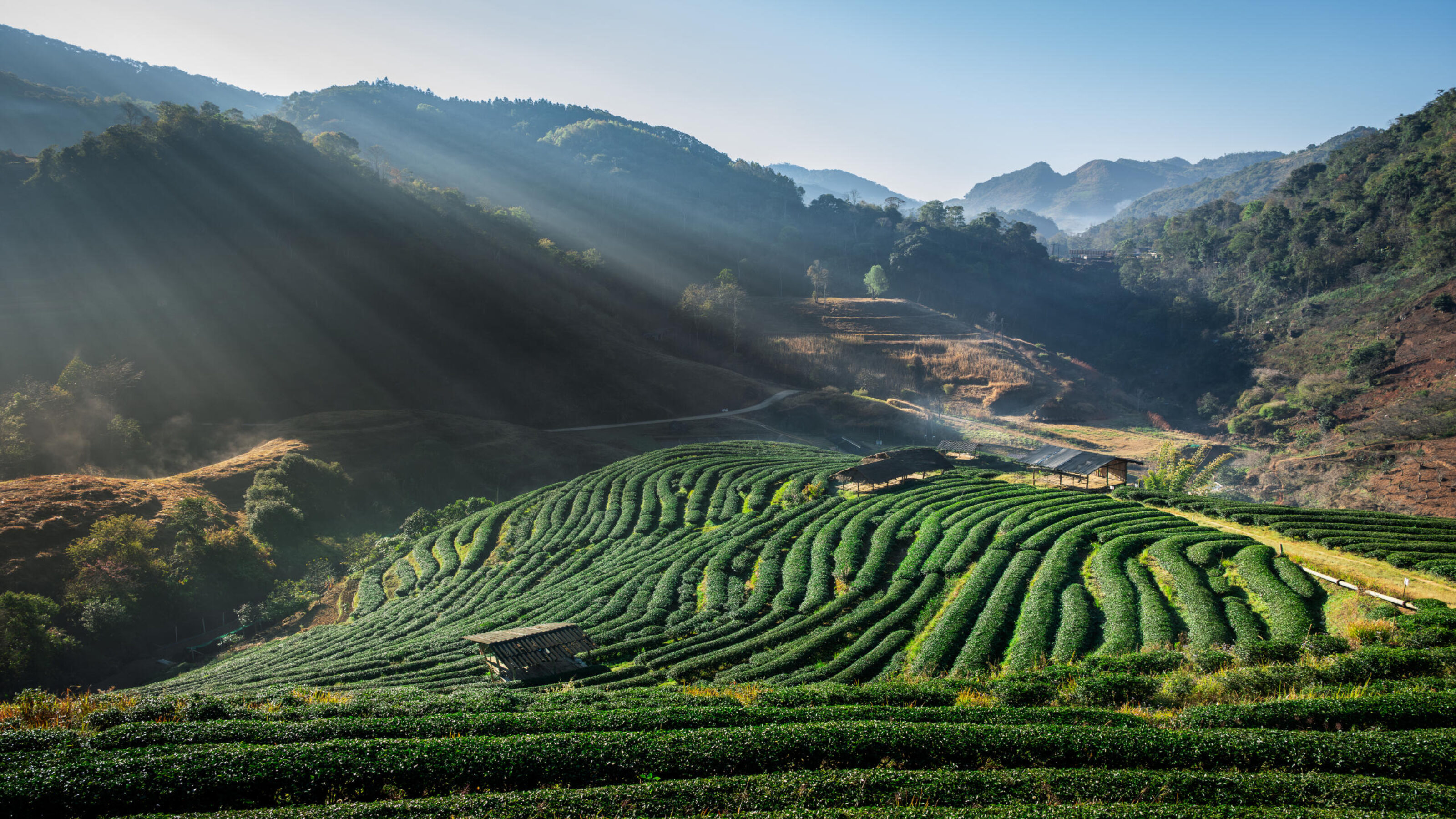Sun rays shining over green terraced tea fields in a rolling mountain landscape.