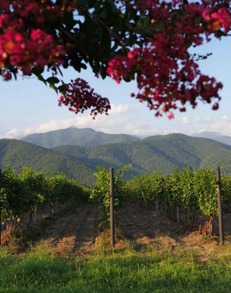Vineyards in the Alezani valley, framed by purple flowers, lush green mountains in the background. Kakheti, largest wine region in Georgia. High quality photo