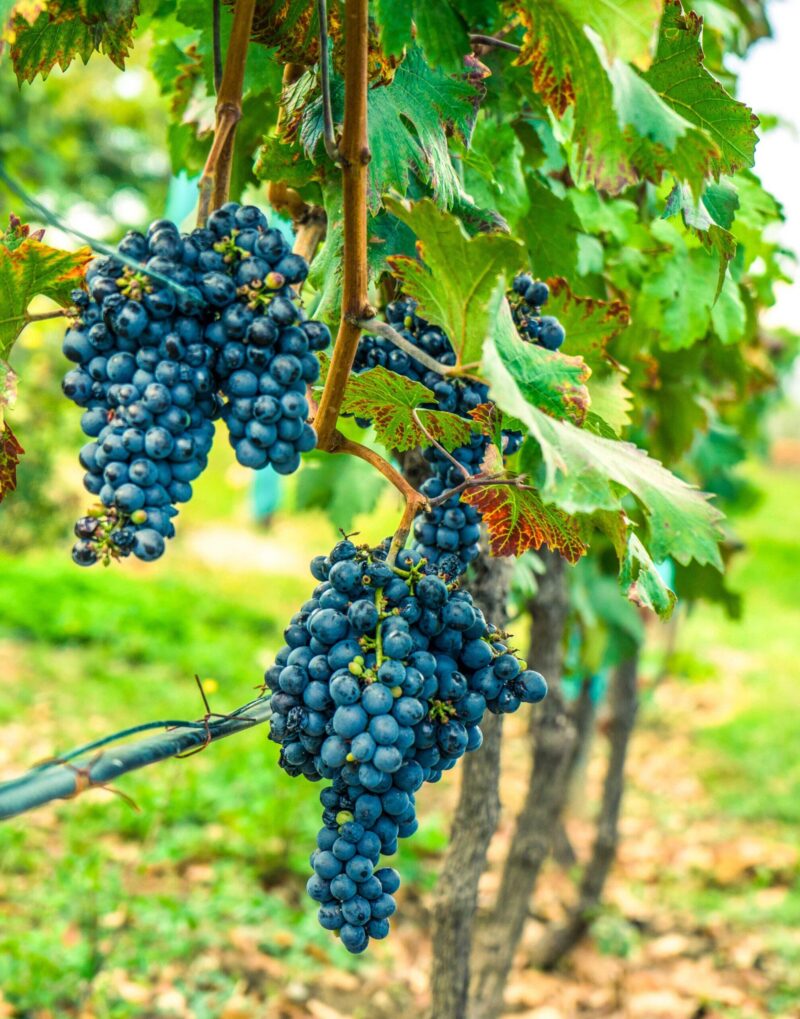 Wineyard in georgian wine region Kakheti in a period of grape harvest or Rtveli in georgian