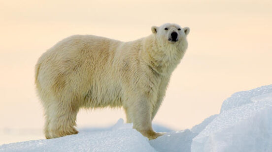 Polar Bear