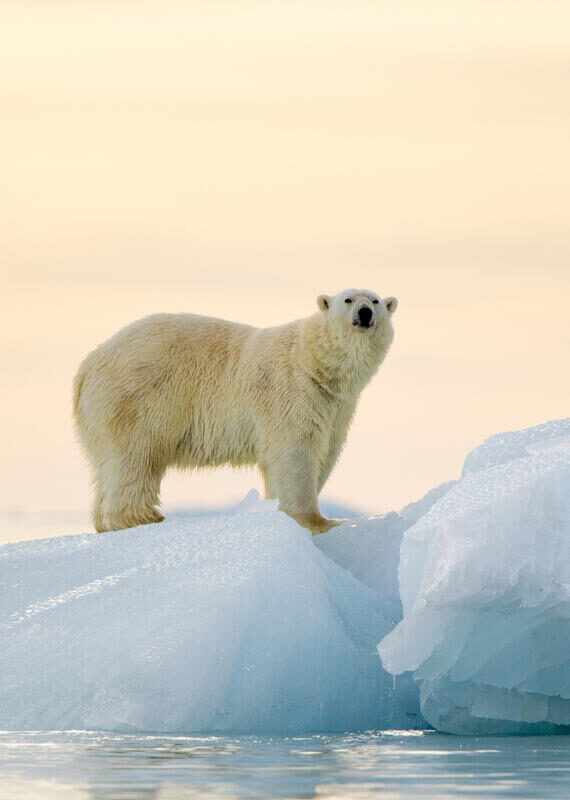 Polar Bear
